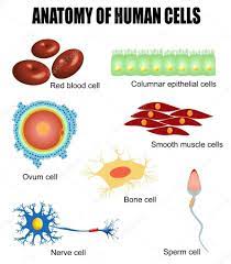 Read on to know more. Aqa Gcse Biology B1 4 And 5 Specialisation In Plants And Animal Cells Diagram Quizlet