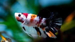 Beautiful Candy Corn Betta At The Shop Photo By Jimmygimbal Betta Candy Corn Fish Pet