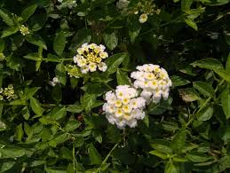 Image result for Lantana nivea