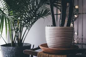 Sollte sich für den olivenbaum kein helles und kühles plätzchen in der wohnung finden, kann er auch im dunklen überwintern. 9 Pflegeleichte Grosse Zimmerpflanzen Fur Daheim Buro Indoorgarten