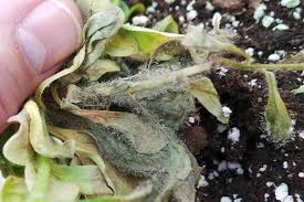 Image result for Botrytis cinerea