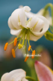 Image result for Lilium martagon Alba