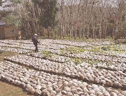 Coconut & coconut products products and services | food business industry in malaysia. Alliances For Action Catalysing Investment In The Caribbean Coconut Industry