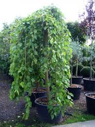 Morus Alba 39 Pendula 39 Is A Popular Ornamental Plant Also Commonly Known As Weeping White Mulberry It Is A Grafted Plants Morus Alba Ornamental Plants