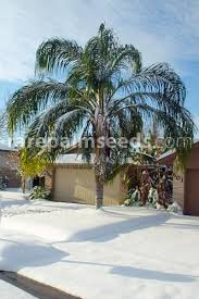 Queen palm tree, scientific name syagrus romanzoffiana, is one of the most popular palms in tropical and subtropical climates because of its beautiful appearance and low maintenance. Syagrus Romanzoffiana Litoralis Robust Queen Palm Silver Queen Palm Buy Seeds At Rarepalmseeds Com