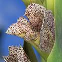 Image result for Gladiolus zimbabweensis