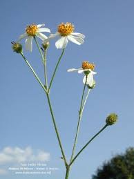 Image result for Bidens pilosa