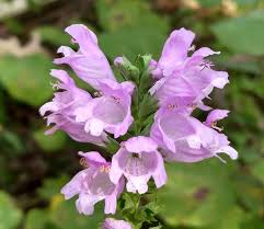 Image result for Physostigma mesoponticum