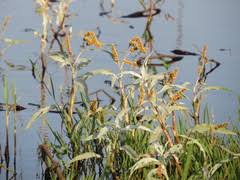 Image result for Persicaria senegalensis