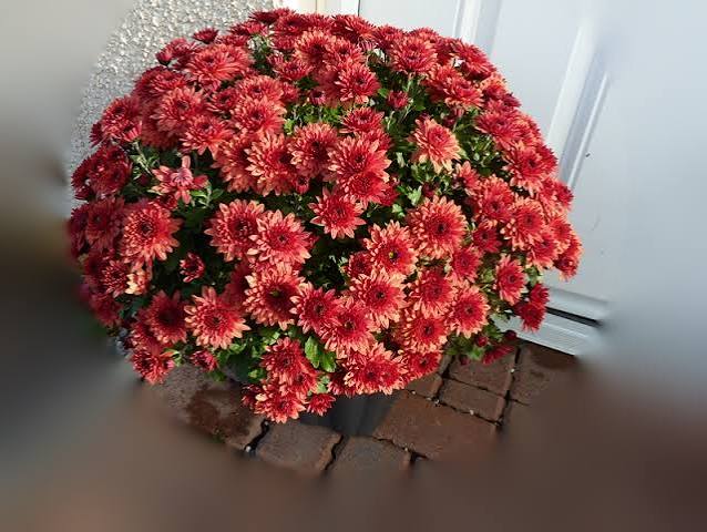 Chrysanthemum Ball (Purple) Sapling