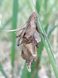 Image result for Mostuea hirsuta