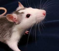 5 Reasons For Breeding Your Own Feeder Rats And Mice For Snakes Pethelpful