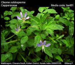 Image result for Cleomaceae