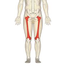 It is usually often called the calf bone, because it sits barely behind the tibia on the surface of the leg. Femur Wikipedia
