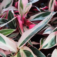 Image result for stromanthe