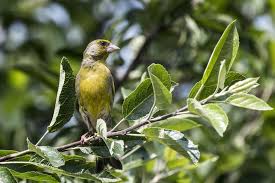 Heimische Vogel Im Garten Erkennen So Lassen Sie Sich Ganz Einfach Bestimmen