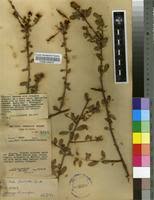 Image result for Cadaba farinosa