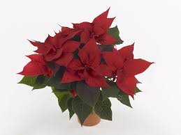 Image result for Emilia abyssinica