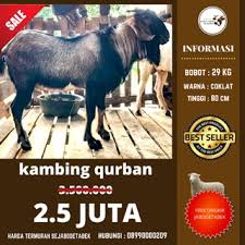 Spanduk idul adha cdr tutul pol. Kurban Domba Kambing Untuk Berbagi Dengan Sesama Shopee Indonesia