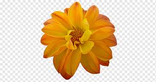 Several orange roses on granite. Dahlia Orange Flower Yellow Orange Blue Violet Orange Png Pngwing