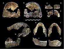 Further comparative research is needed in order to learn more about how homo naledi was related to homo. Homo Naledi Wikipedia
