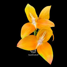 Image result for Disa woodii