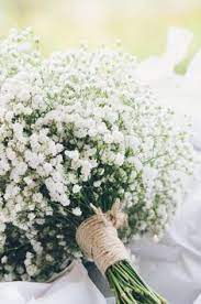 They are generally called gypsophila. 30 Baby S Breath Flowers Ideas Babys Breath Babys Breath Flowers Flowers