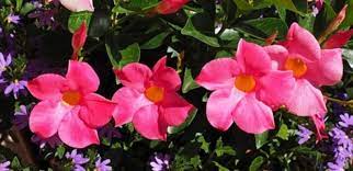 In this article, we will share everything you need to know about growing, propagating and caring for the tropical mandevilla vine. 7 Best Fertilizer For Mandevilla 2021 Reviews Guide