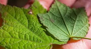 Image result for Pavonia senegalensis