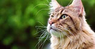 Couper les moustaches d'un chat. Conseil Veterinaire Blog Les Moustaches Du Chat A Quoi Servent Elles 6 Choses A Savoir