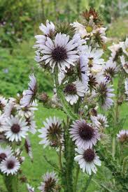 Image result for Berkheya