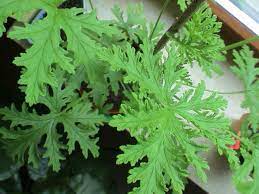 Das geschirr riecht nach der spülmaschine unangenehm und stinkt nach ei? K Ein Zitronenbaumchen