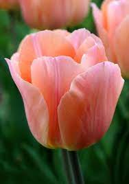 Apricot Beauty Tulip 1953 Oldhousegardens Com Apricot Beauty Oldhousegardens Oldhousegardenscom Tulip Tulips Tulips Garden Beautiful Flowers
