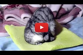 Maybe you would like to learn more about one of these? Yoga Kitty Sleeping Love Meow
