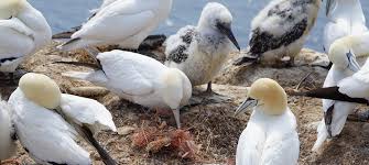 9 millionen vögel beringt worden, zu denen bisher etwa 200.000 funde vorliegen. Plastikmull In Der Nordsee Dreharbeiten Auf Helgoland Fur Bildungsprojekt Recyclingportal