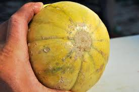 Image result for Cucumis melo