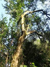 Image result for Gymnosporia arenicola