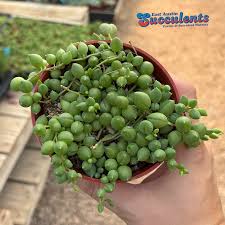 Image result for Senecio sp.no.3