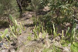 Pages using dynamicpagelist dplvar parser function. Opuntioid Cactus Control Agriculture And Food