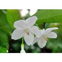 Image result for Rothmannia longiflora