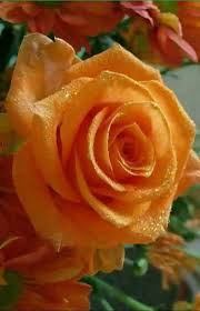 Image Result For Most Beautiful Flower Wallpaper Download Beautiful Rose Flowers Beautiful Flowers Beautiful Flowers Wallpapers