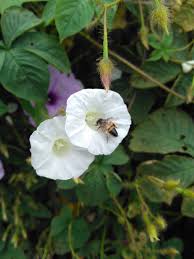 Image result for Merremia aegyptia