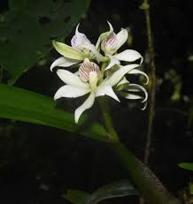 Image result for Maerua becquetii