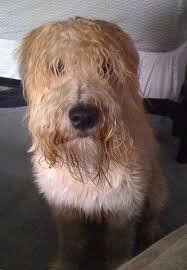 Front View A Wet Looking Tan Soft Coated Wheaten Terrier Dog Is Laying Down On A Bed Looking Soft Coated Wheaten Terrier Wheaten Terrier Terrier Dog Breeds