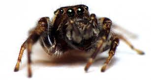 It can be used anywhere. Insecticide Can Change A Spider S Personality Science News For Students