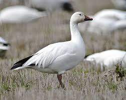 Standing Snow Goose Snow Goose Snow Goose Hunting Goose Hunting