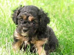 She is up to date on shots and dewormer Pinewoodcavapoos Cavapoo Puppies Toy Poodle Puppies Poodle Puppy