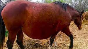 Did a Vet Call Police After a Horse 'Refused' to Give Birth? | Snopes.com