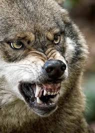 Really Bad Day At The Office Wolf Dog Animals Wild Spirit Animal