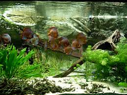 Keeping large species of freshwater fish in a community tank can be challenging but, with proper planning, you can be successful. Aquascaping Wikipedia